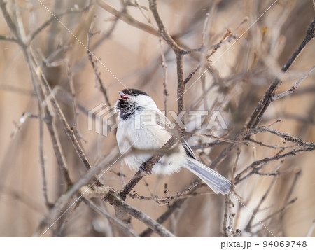Cute bird the willow tit, song bird sitting on a branch without leaves in the winter. 94069748