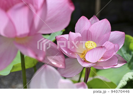 法住寺 花蓮 法住寺 花蓮 94070446