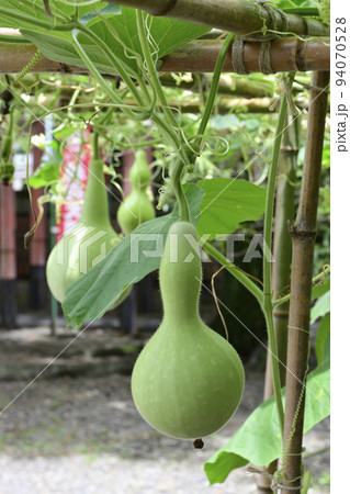 豊国神社 千成瓢箪 豊国神社 千成瓢箪 94070528