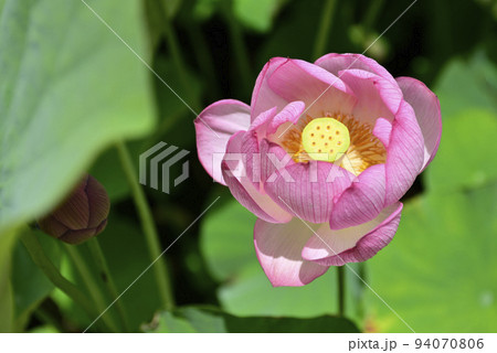 大谷本廟　大賀ハス（大賀蓮） 94070806