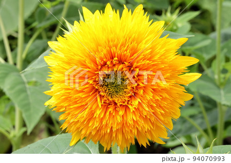 茨城県筑西市宮山地区ふるさとふれあい公園近く　あけのひまわりフェスティバルの八重向日葵クローズアップ 94070993