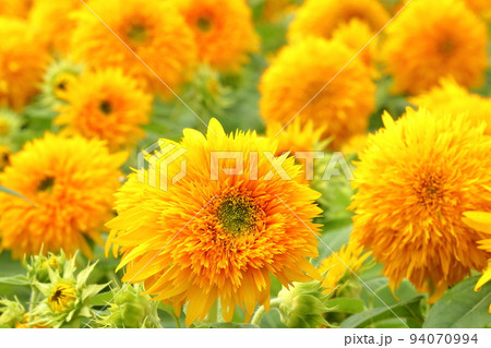 茨城県筑西市宮山地区ふるさとふれあい公園近く　あけのひまわりフェスティバルの八重向日葵クローズアップ 94070994