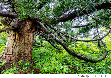 【新潟県･佐渡･大黒杉】日本海の風雪にもまれ奇抜な姿をした大佐渡石名天然杉 6月 94071010