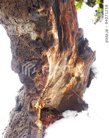 早春の残雪と山桃の古木 94071258