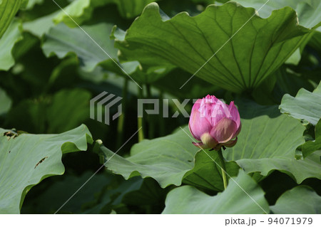上野恩賜公園 不忍池の蓮の写真素材 [94071979] - PIXTA