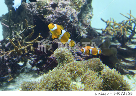 葛西臨海水族園　クマノミ 94072259