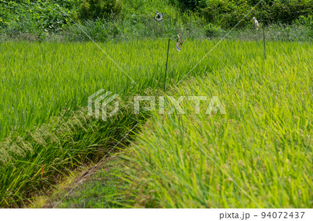 中荻野の稲穂達 厚木の田園 中荻野の稲穂達 厚木の田園 94072437