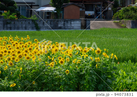 ひまわり畑のある原風景　厚木の田舎風景 94073831