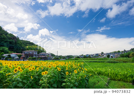 厚木の郊外に残る原風景　ひまわり畑のある風景 94073832