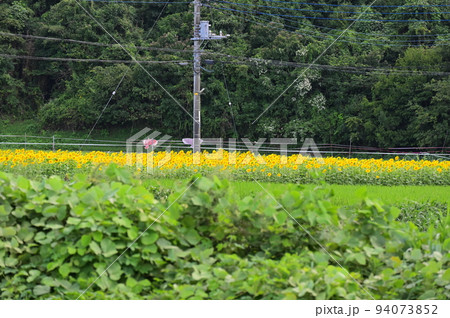 少し遠くから眺めるひまわり畑の風景 少し遠くから眺めるひまわり畑の風景 94073852