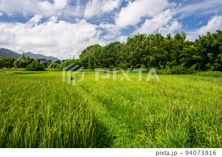 中荻野の田園風景 厚木に残る原風景 中荻野の田園風景 厚木に残る原風景 94073916