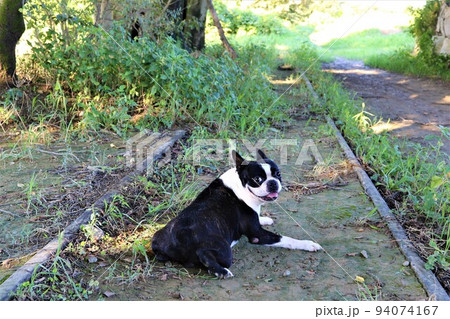 西武安比奈線の廃線跡を楽しく散歩しながら線路内に伏せて可愛く振り返るボストンテリアのマイティ君♡ 94074167