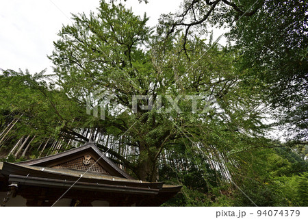 大峯本宮　天河大辨財天社　来迎院「大銀杏の木」 94074379