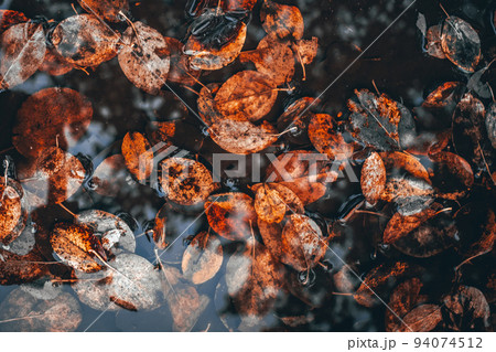 Colorful autumn leaves in a puddle, floating autumn leaves. Autumn season leaves in a rain puddle. Colorful autumn leaves in a puddle, floating autumn leaves. Autumn season leaves in a rain puddle. 94074512