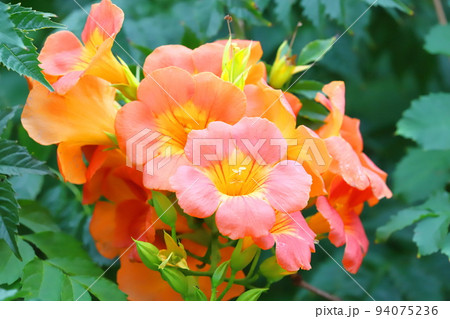 満開の凌霄花（ノウゼンカズラ） 94075236