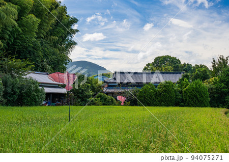 上荻野の原風景 初秋の田んぼ景色 上荻野の原風景 初秋の田んぼ景色 94075271