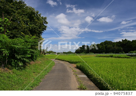 中荻野の田園を通る道　厚木に残る原風景 94075837