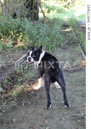 西武安比奈線の廃線跡を楽しく散歩しながら振り返って可愛く見つめるボストンテリアのマイティ君♡ 94075842