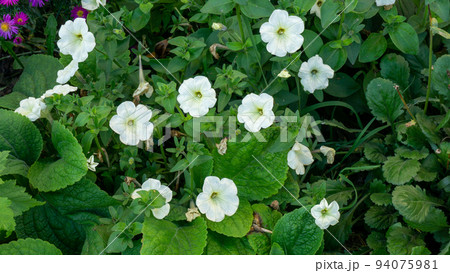 Bush of white petunias. Petunia inflorescences close-up on a background of green leaves. 94075981