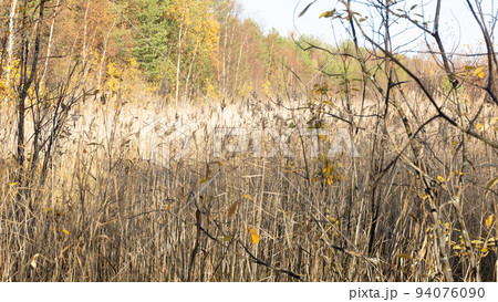Withered yellow grass in the swamp in autumn. Trees with yellow foliage. Nature is preparing for winter. 94076090