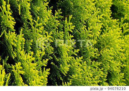 Green juniper branches close up in the sunlight. Natural background. Eco-friendly. The texture of green juniper leaves. Wallpaper. Copy space for your design. photo. Green juniper branches close up in the sunlight. Natural background. Eco-friendly. The texture of green juniper leaves. Wallpaper. Copy space for your design. photo. 94076210