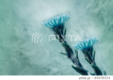 Turquoise  flowers coltsfoot. Flowers on green background. Close-up. Floral spring background. Nature. 94076554