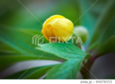 Yellow primrose flower. Floral spring background. Close-up. Nature. 94076555