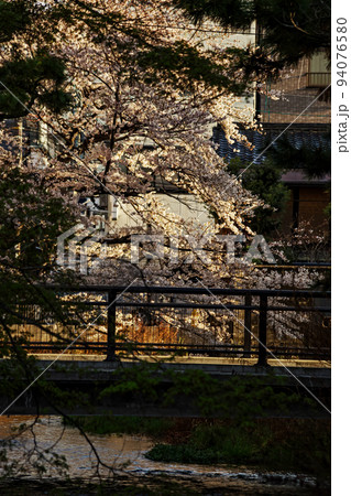 京都祇園・桜の咲く白川の朝の風景 94076580