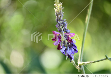 葛（クズ）の花 94076685