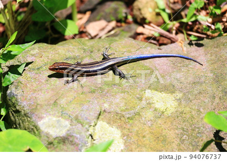 とかげ 蜥蜴 トカゲ 94076737