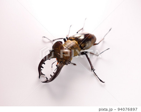 ミヤマクワガタ クワガタムシ 夏休み 子供 ミヤマクワガタ クワガタムシ 夏休み 子供 94076897