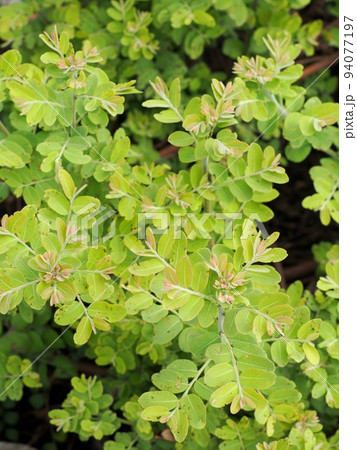 plant leaves close up shallow depth of field under natural sunlight and authentic environment in home garden outdoor 94077197