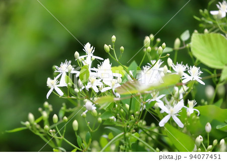 真っ白な仙人草(センニンソウ)の花 真っ白な仙人草(センニンソウ)の花 94077451