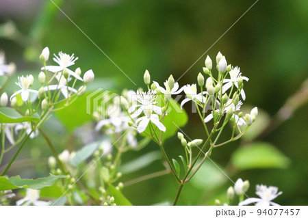 真っ白な仙人草(センニンソウ)の花 真っ白な仙人草(センニンソウ)の花 94077457
