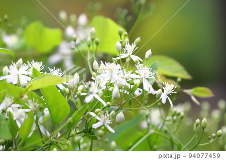 真っ白な仙人草(センニンソウ)の花 真っ白な仙人草(センニンソウ)の花 94077459