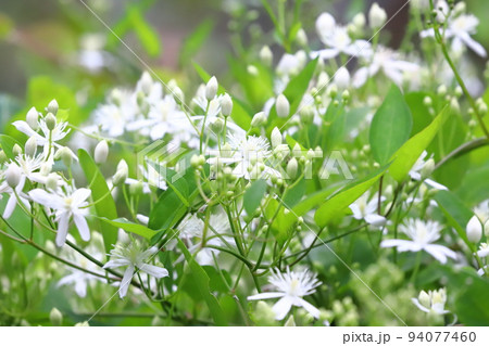 真っ白な仙人草（センニンソウ）の花 94077460