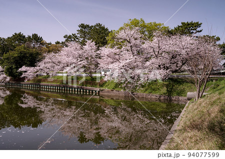 大阪服部緑地若竹池・池の周りに咲く桜 大阪服部緑地若竹池・池の周りに咲く桜 94077599