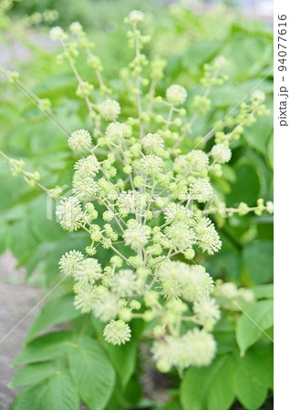 ウドの白い花 94077616
