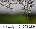 雨の水滴の付いた木の枝 94078189