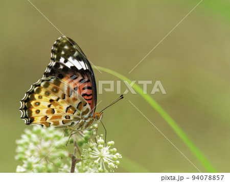 ツマグロヒョウモンの雌 94078857