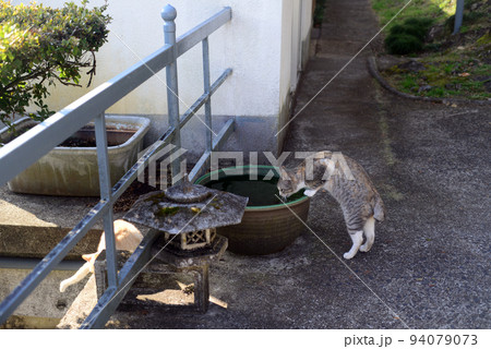 小豆島奥之院笠ヶ瀧参道の水飲み猫-2 小豆島奥之院笠ヶ瀧参道の水飲み猫-2 94079073