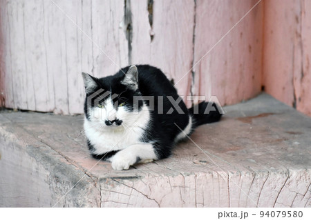 お寺の境内に居たチョビヒゲ猫さん 94079580