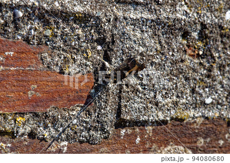 Background - A dry stone wall built in Cornwall Background - A dry stone wall built in Cornwall 94080680