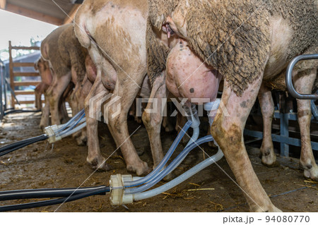milking sheep on the farm 94080770