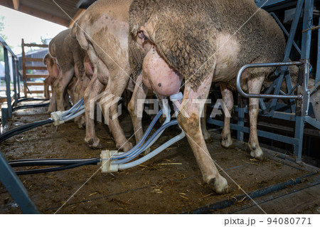 milking sheep on the farm milking sheep on the farm 94080771