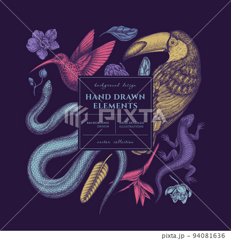 Tropical animals square card or invitation design. Frame design with snake, lizard, hummingbird, toucan, strelitzia, protea, phalaenopsis. 94081636