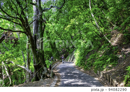 高尾山 高尾山薬王院 表参道 登山道一号路 夏の風景 高尾山 高尾山薬王院 表参道 登山道一号路 夏の風景 94082290