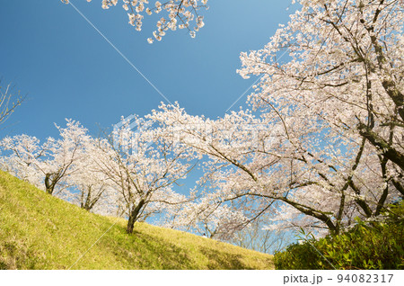 桜　 94082317