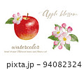 りんごと林檎の花の水彩画素材 94082324