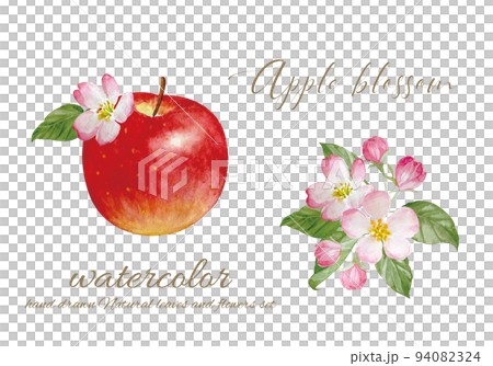 りんごと林檎の花の水彩画素材のイラスト素材 [94082324] - PIXTA